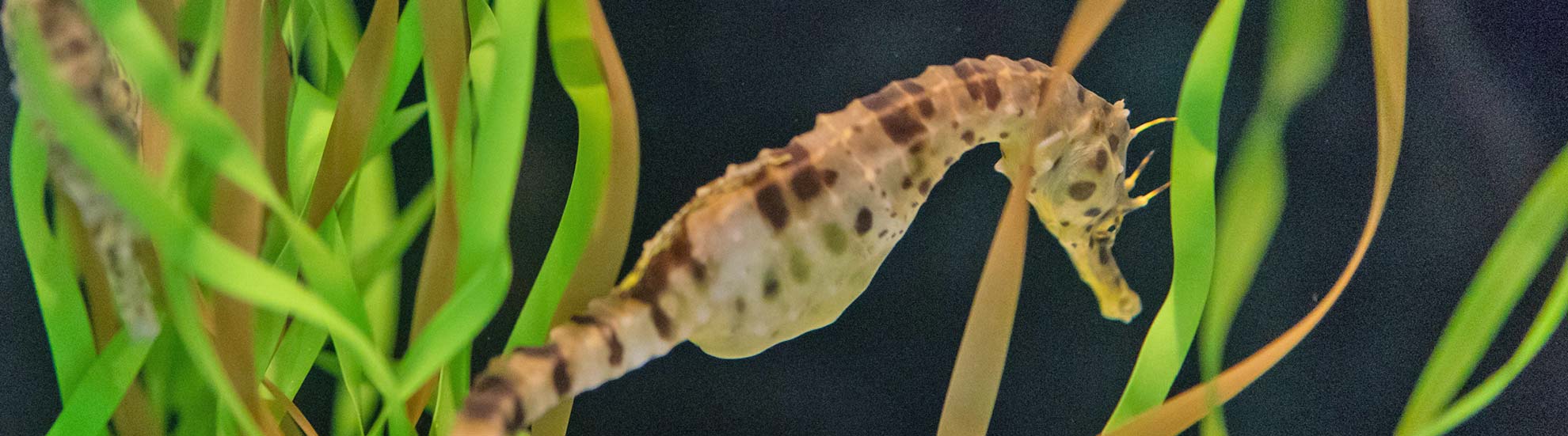 A Threatened Species, Bordering on Extinction | Seahorse Hawaii Foundation A Threatened Species, Bordering on Extinction | Seahorse Hawaii Foundation