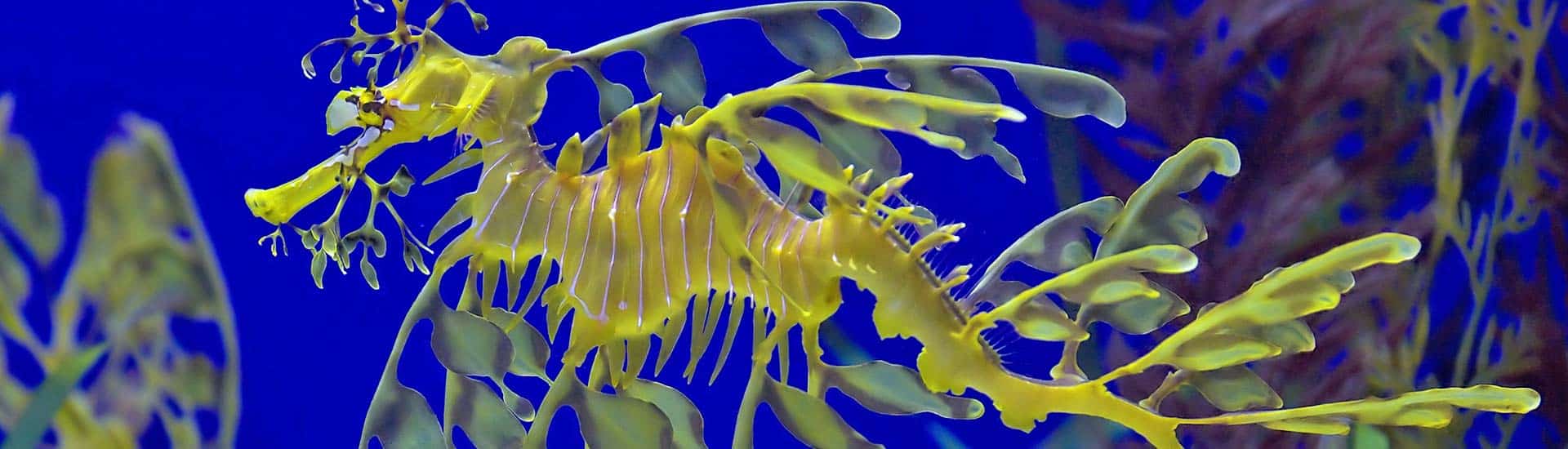 A Threatened Species, Bordering on Extinction | Seahorse Hawaii Foundation A Threatened Species, Bordering on Extinction | Seahorse Hawaii Foundation