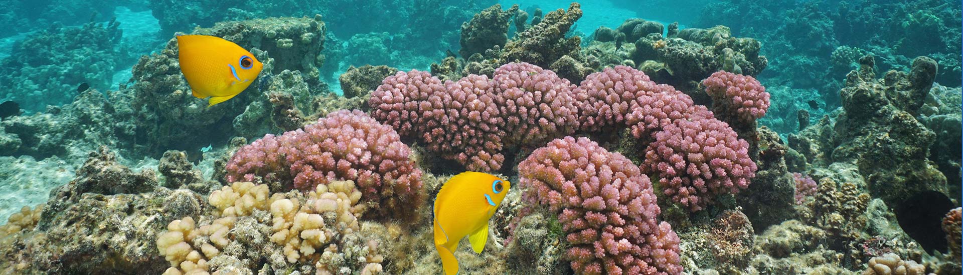A Threatened Species, Bordering on Extinction | Seahorse Hawaii Foundation A Threatened Species, Bordering on Extinction | Seahorse Hawaii Foundation