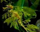 leafy6