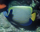 790px-pomocanthus_imperator