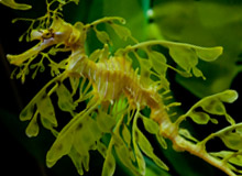 The Leafy Sea Dragon Breeding Program