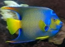 Adopt a Reef Fish Program