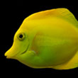 Click Here to Adopt a Reef Fish