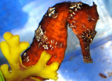 Save the Seahorses. Save the Reefs