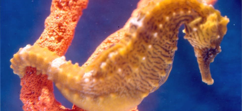 Newsletter Archives  Seahorse Hawaii Foundation