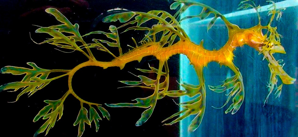 Leafy sea dragon