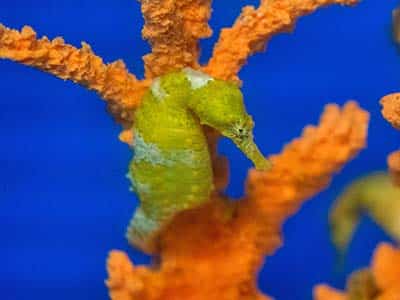 Seahorse Hawaii Foundation
