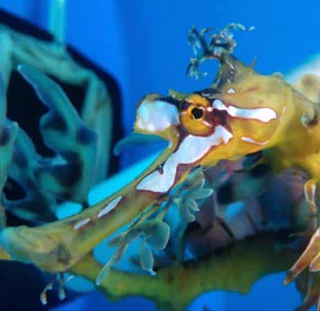Leafy Seahorse | Seahorse Hawaii Foundation Leafy Seahorse | Seahorse Hawaii Foundation