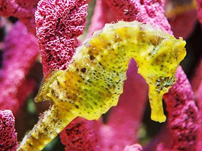Seahorse Hawaii Foundation Seahorse Hawaii Foundation