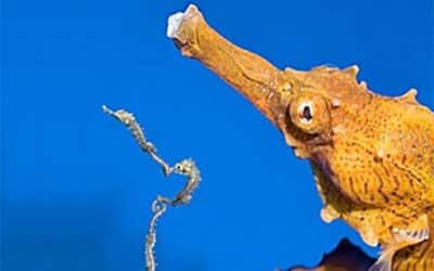 2015 Spring Newsletter – Seahorse Hawaii Foundation