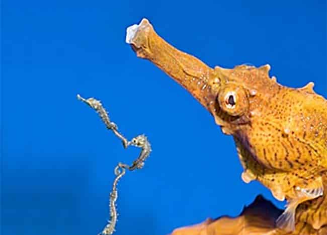 2015 Spring Newsletter – Seahorse Hawaii Foundation