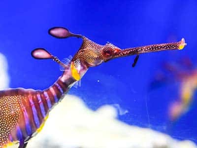Sea Dragon