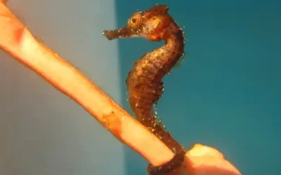 Seahorse Hawaii Foundation Updates Spring 2026