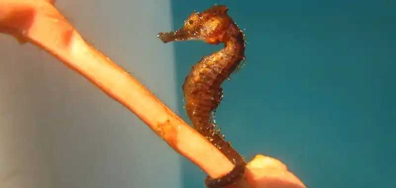 Hawaii Seahorse Juvenile | Seahorse Hawaii Foundation