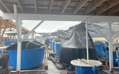 Raise the Roof for the Seahorses at Ocean Rider Seahorse Farm