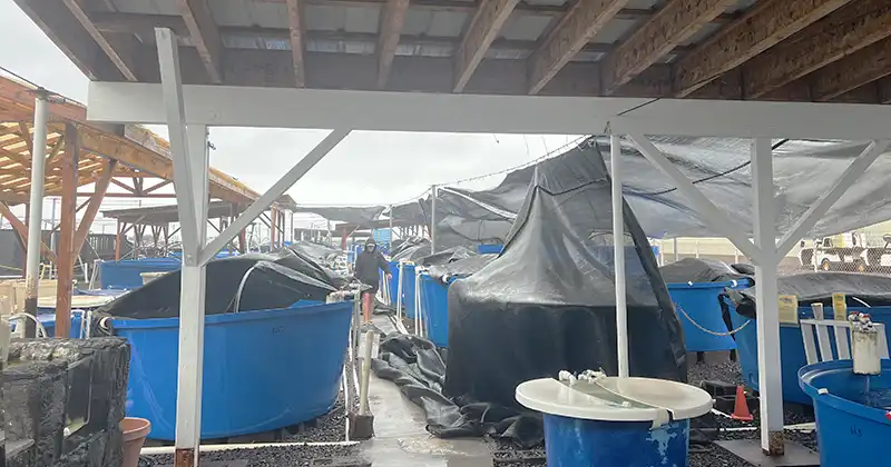 Kona Low Storm Hawaii | Seahorse Hawaii Foundation Kona Low Storm Hawaii | Seahorse Hawaii Foundation